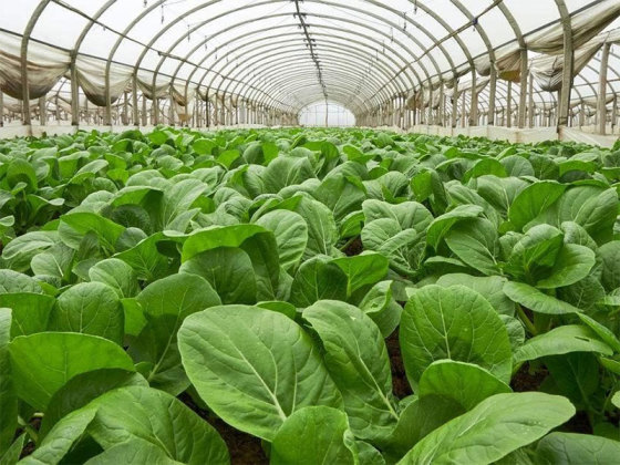 �߲���ֲ�߲���ˮ����������